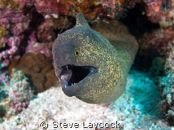 Yellow margin (edged) Moray, eager to make sure he didnt ... by Steve Laycock 